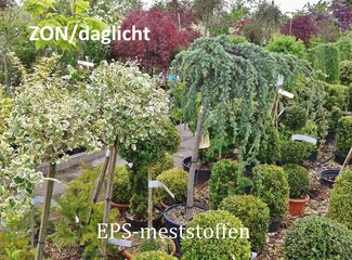 Topf- und Beetpflanzen (Gewächshaus, Terrasse, Balkon,..)