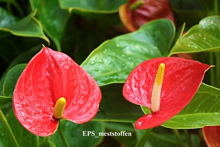 Sch&eacute;ma de culture de plantes d&#039;int&eacute;rieur.